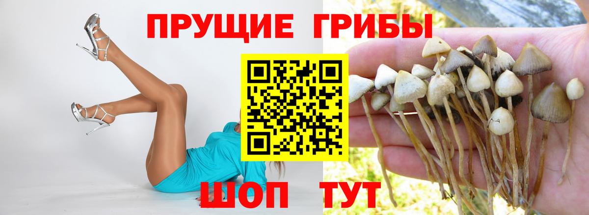 магазин    Вход с VPN  Галлюциногенные грибы GOLDEN TEACHER  Ковров  Псилоцибиновые грибы Cubensis 